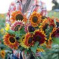 100 PCS Seeds Amaranth Red Light Yellow Sunflowers Seeds Double Flowers