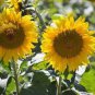100 PCS Seeds Amaranth Red Light Yellow Sunflowers Seeds Double Flowers