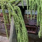 100 PCS Seeds Amaranthus Green Flower Green Leaves Hanging Plant 100 PCS Seeds Amaranthus Green Flower Green Leaves Hanging Plant