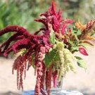 100 PCS Seeds Amaranthus Red Flower Red Leaves Annual Plant 100 PCS Seeds Amaranthus Red Flower Red Leaves Annual Plant