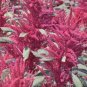 100 PCS Seeds Amaranthus Red Flower Red Leaves Annual Plant