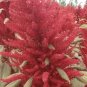100 PCS Seeds Amaranthus Red Flower Red Leaves Annual Plant