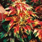 100 PCS Seeds Amaranthus Tricolor Perfecta 100 PCS Seeds Amaranthus Tricolor Perfecta