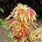100 PCS Seeds Amaranthus Tricolor Perfecta