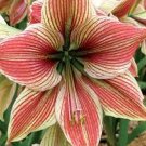 10 PCS Seeds Amaryllis