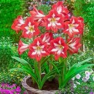 100 PCS Seeds Amaryllis