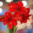 50 PCS Seeds Amaryllis Bonsai Amaryllis Flower Bonsai Amaryllis Hydroponic Plants