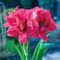 50 PCS Seeds Amaryllis Bonsai Amaryllis Flower Bonsai Amaryllis Hydroponic Plants