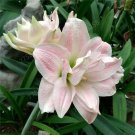 100 PCS Seeds Amaryllis Bonsai Hippeastrum Flower