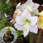 100 PCS Seeds Amaryllis Bonsai Hippeastrum Flower