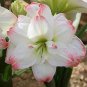 100 PCS Seeds Amaryllis Bonsai Hippeastrum Flower