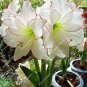 100 PCS Seeds Amaryllis Bonsai Hippeastrum Flower
