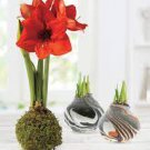 2 PCS Seeds Amaryllis Bulbs Black Red Golden Trible Color 2 PCS Seeds Amaryllis Bulbs Black Red Golden Trible Color