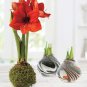 2 PCS Seeds Amaryllis Bulbs Black Red Golden Trible Color