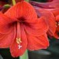 2 PCS Seeds Amaryllis Bulbs Black Red Golden Trible Color