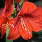 2 PCS Seeds Amaryllis Bulbs Black Red Golden Trible Color