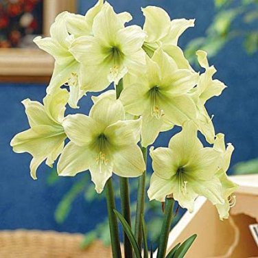 2 PCS Seeds Amaryllis Bulbs hippeastrum Flowers Home Garden