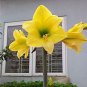 2 PCS Seeds Amaryllis Bulbs hippeastrum Flowers Home Garden