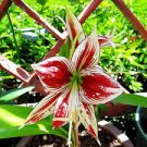 5 PCS Seeds Amaryllis Bulbs Papilio Hippeastrum Bulbs