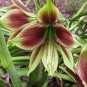 5 PCS Seeds Amaryllis Bulbs Papilio Hippeastrum Bulbs