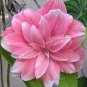200 PCS Seeds Amaryllis Cheap Amaryllis Flower
