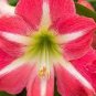 200 PCS Seeds Amaryllis Cheap Amaryllis Flower