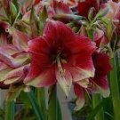 100 PCS Seeds Amaryllis Chinese Bonsai Amarilis Planting