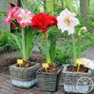 100 PCS Seeds Amaryllis Chinese Bonsai Amarilis Planting