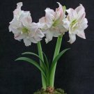 100 PCS Seeds Amaryllis Flower 100 PCS Seeds Amaryllis Flower