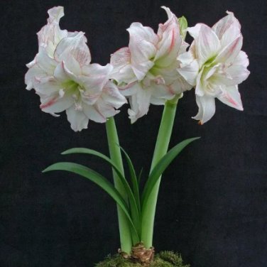 100 PCS Seeds Amaryllis Flower