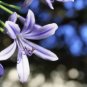 100 PCS Seeds Amaryllis Flower