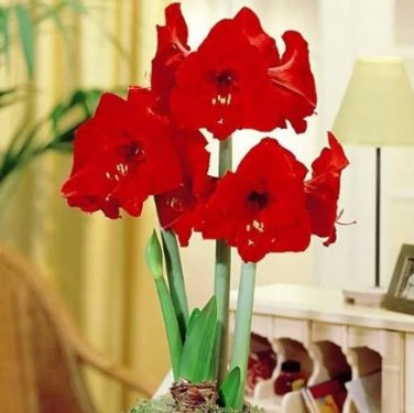 1 PCS Seeds Amaryllis Red Lion
