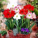 100 PCS Seeds Amaryllis Seed Not Bulbs Water Pink Color