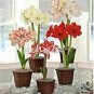 100 PCS Seeds Amaryllis Seed Not Bulbs Water Pink Color