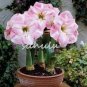 100 PCS Seeds Amaryllis Seed Not Bulbs Water Pink Color