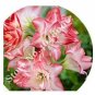 100 PCS Seeds Amaryllis Seed Not Bulbs Water Pink Color