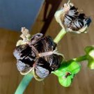 100 PCS Seeds Amaryllis Seed 'Tiger'