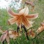 100 PCS Seeds Amaryllis Seed 'Tiger'
