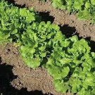 120 PCS Seeds American Fast-growing Lettuce 120 PCS Seeds American Fast-growing Lettuce
