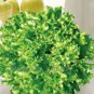 120 PCS Seeds American Fast-growing Lettuce
