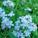 100 PCS Seeds American Forget-me-not Flower Bonsai Starry Eyes Potted Plants