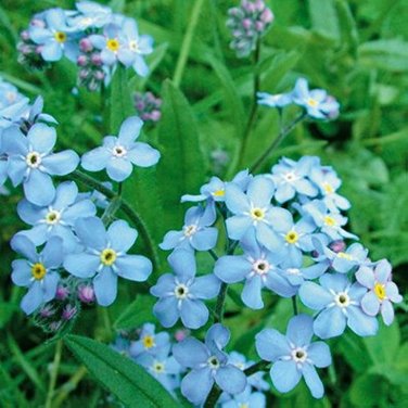 100 PCS Seeds American Forget-me-not Flower Bonsai Starry Eyes Potted Plants