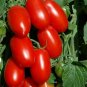 300 PCS Seeds American Pink Long Tomato Organic