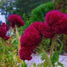 80 PCS Seeds Amish Heirloom Indiana Giant Cockscomb