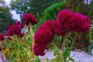 80 PCS Seeds Amish Heirloom Indiana Giant Cockscomb