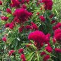 80 PCS Seeds Amish Heirloom Indiana Giant Cockscomb