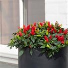 20 PCS Seeds Anatolian Tulip Ornamental Pepper 20 PCS Seeds Anatolian Tulip Ornamental Pepper