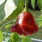 20 PCS Seeds Anatolian Tulip Ornamental Pepper
