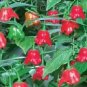 20 PCS Seeds Anatolian Tulip Ornamental Pepper