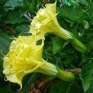 50 PCS Seeds Angel Trumpet Seeds Yellow Flowers 50 PCS Seeds Angel Trumpet Seeds Yellow Flowers